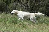 GOLDEN RETRIEVER 760